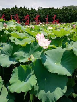 福建客家妹主播照片