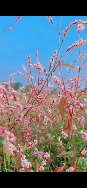 岁月不声不响～却让人慌慌张张