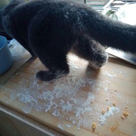 萌新多多求升级主播照片