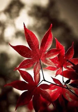 დ释怀დ主播照片
