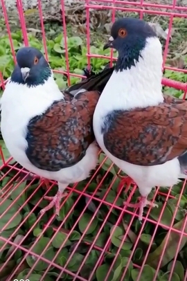 小潘总🐦主播照片