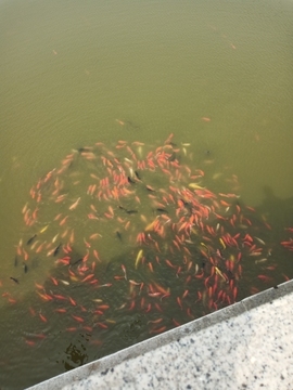 龍皇小凯主播照片