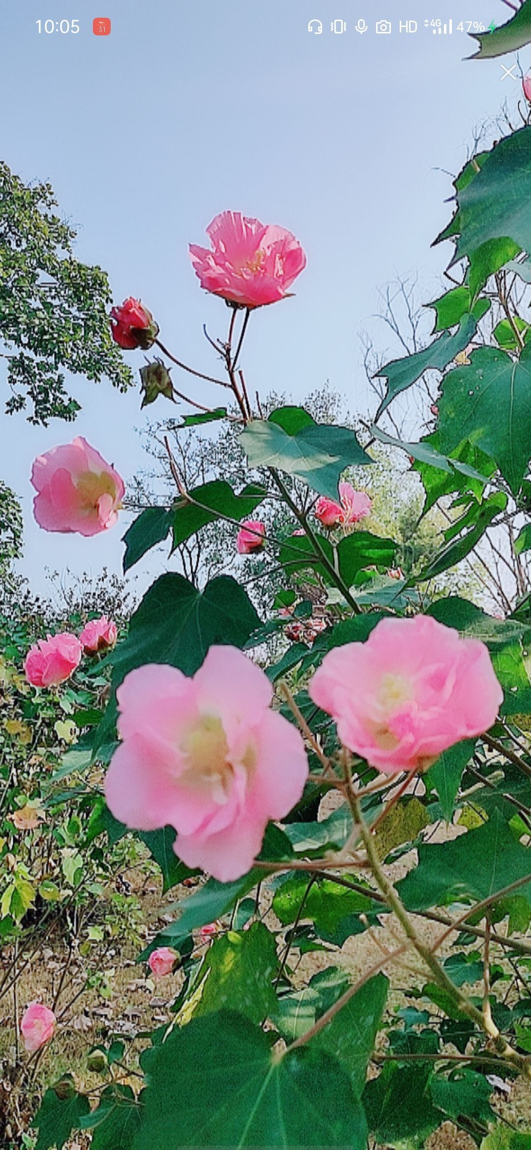 婷婷💕感恩有你陪伴的图片