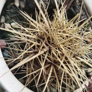 性感吴圆圆.