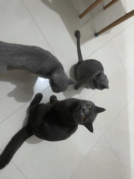 依芝の自闭中主播照片
