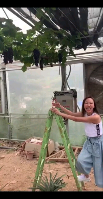 摘提子