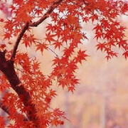 红叶🍁🍂🌺海报