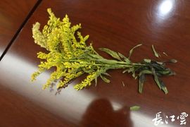 September★主播照片