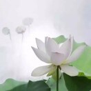 简单的幸福63y