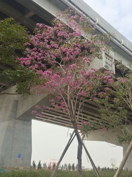 盟新宝宝AL主播照片