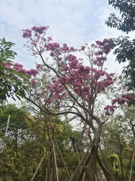 盟新宝宝AL主播照片