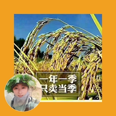 五常稻花香薛大姐的主播照片