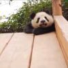 Pandarr