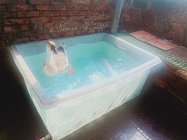 戰神大元帥黎歌主播照片