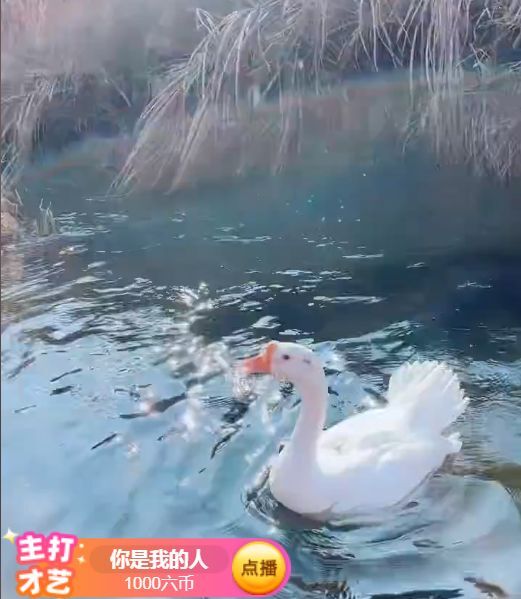 果果(平安好运)的图片