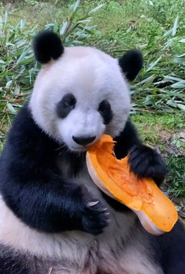 甜蜜未来乐在心怀主播照片