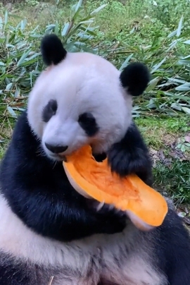 甜蜜未来乐在心怀主播照片