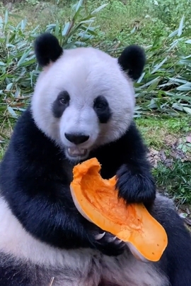 甜蜜未来乐在心怀主播照片