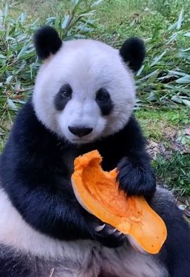 甜蜜未来乐在心怀主播照片