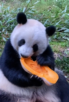 甜蜜未来乐在心怀主播照片