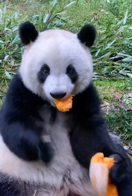 甜蜜未来乐在心怀主播照片