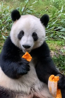 甜蜜未来乐在心怀主播照片
