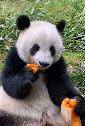 甜蜜未来乐在心怀主播照片