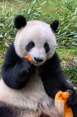 甜蜜未来乐在心怀主播照片