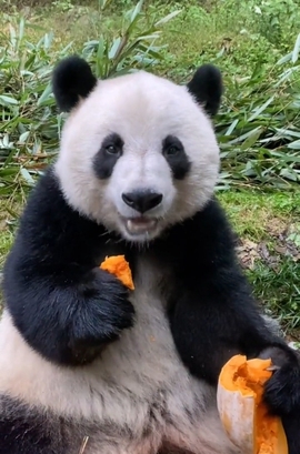 甜蜜未来乐在心怀主播照片