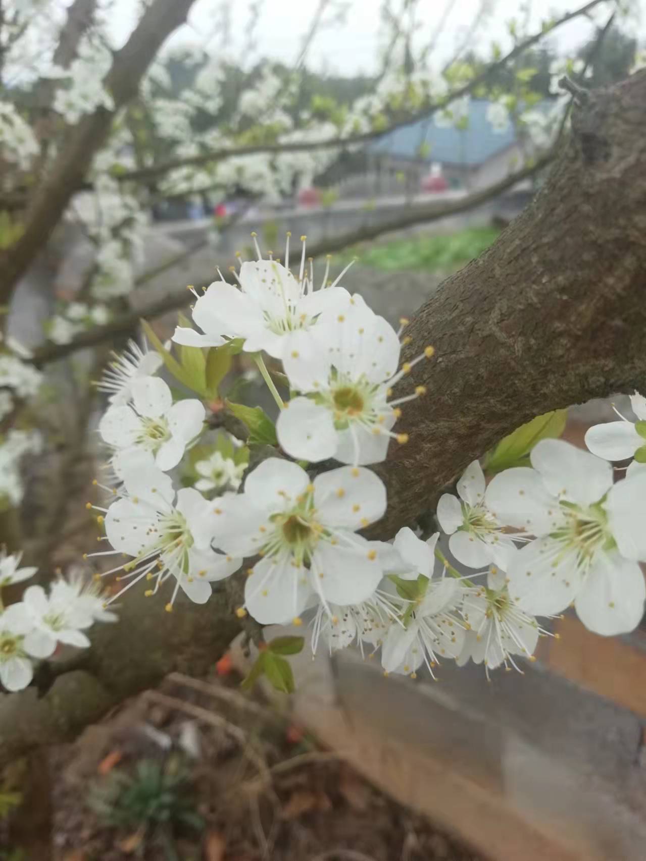 ╰✿╮蓝鸟♪♪的主播照片