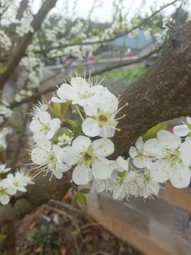 ╰✿╮蓝鸟♪♪主播照片