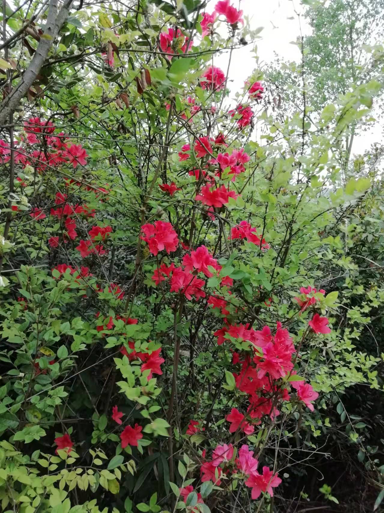 ╰✿╮蓝鸟♪♪的主播照片