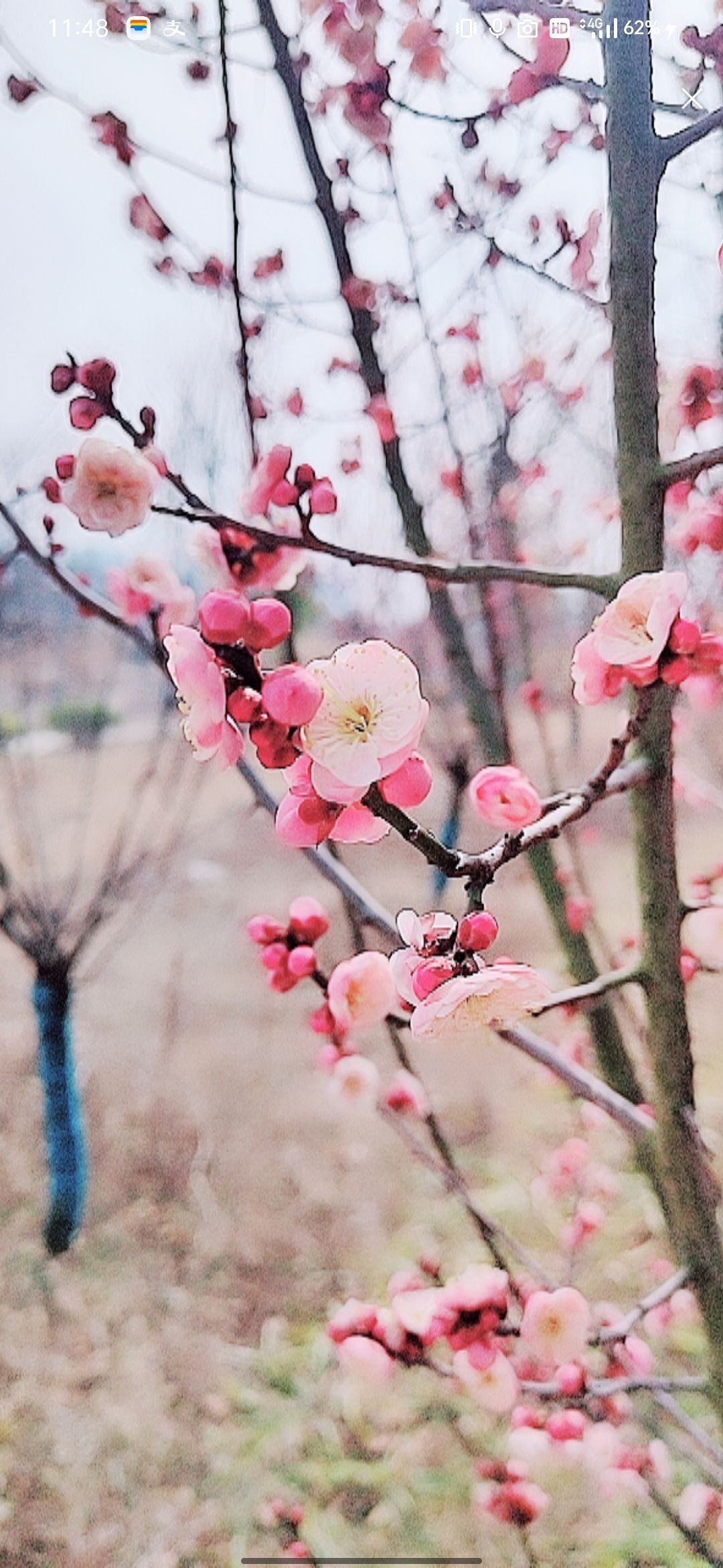 婷婷💕感恩有你陪伴的图片
