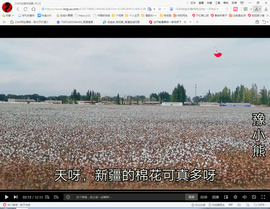 保利哥主播照片