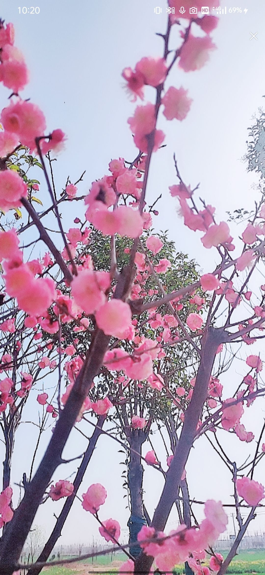 婷婷💕感恩有你陪伴的图片