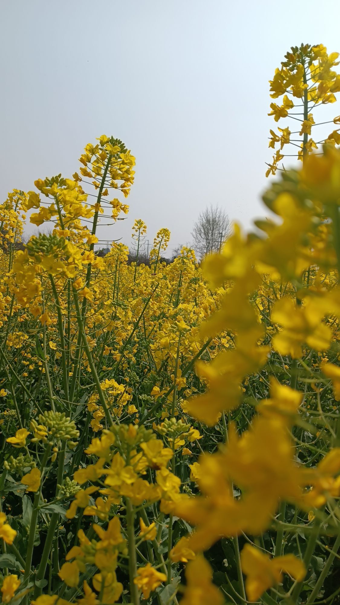 美芽芽芽芽芽的主播照片