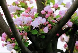小玲儿～求卡求票主播照片