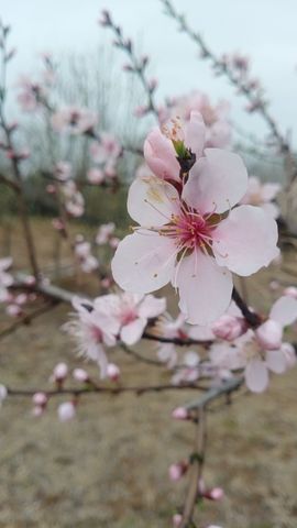 小芳，🌸减肥打卡主播照片