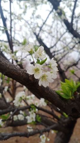 小芳，🌸减肥打卡主播照片