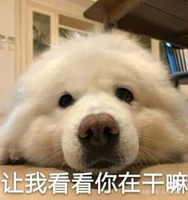 一树梨花压海唐同学☞主播照片