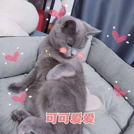阳阳💕晚上见主播照片