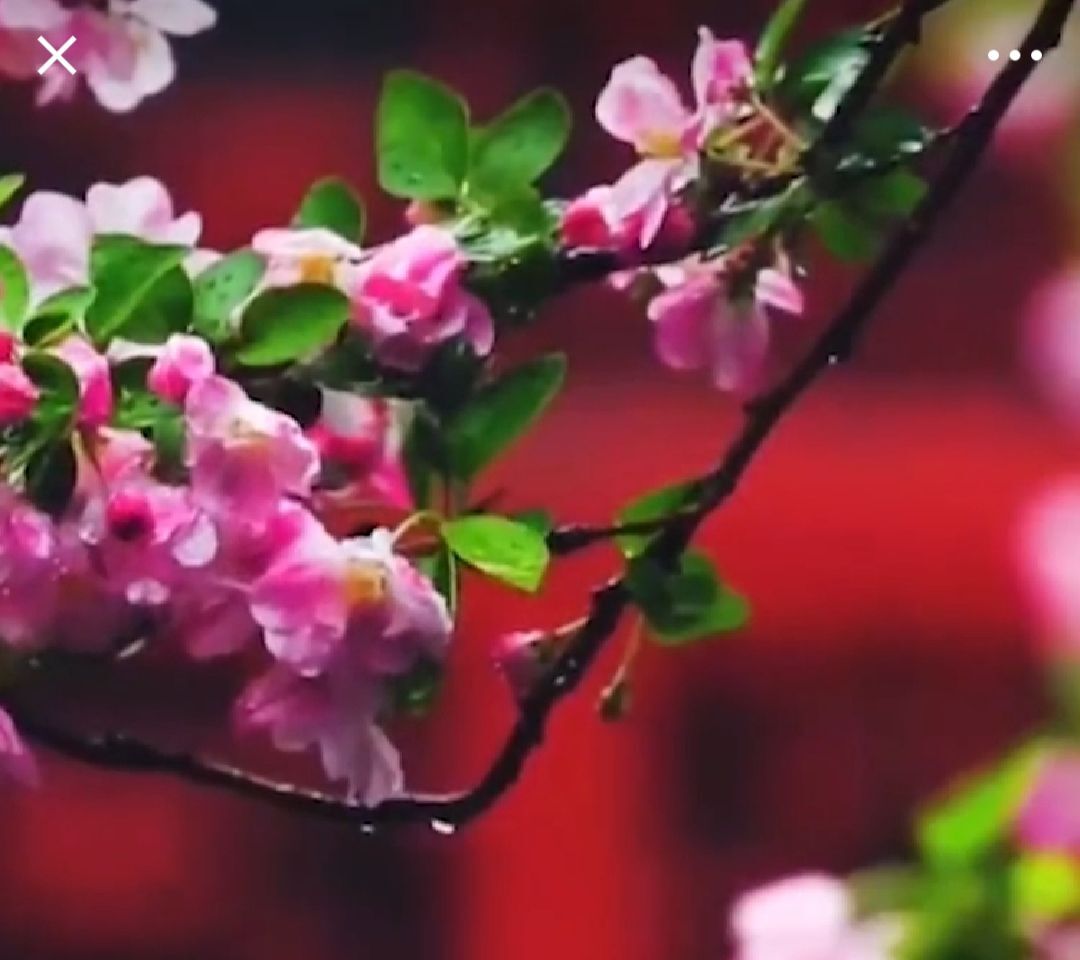 果果(平安好运)的图片