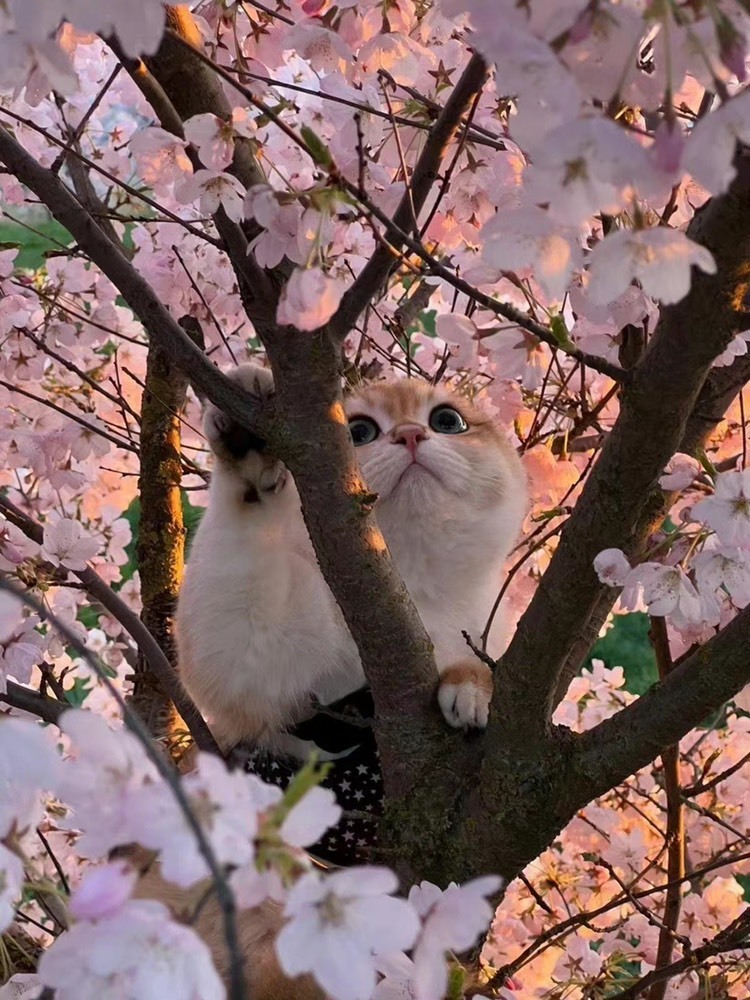 莱芊🍥歌手的主播照片