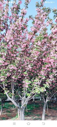 小芳，🌸减肥打卡主播照片
