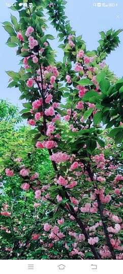 小芳，🌸减肥打卡主播照片