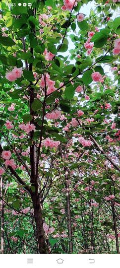 小芳，🌸减肥打卡主播照片