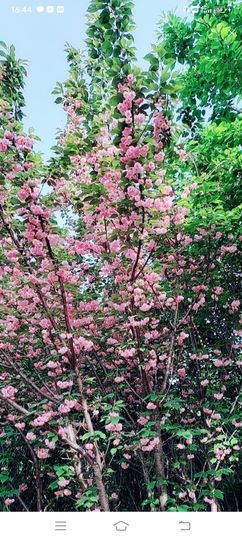 小芳，🌸减肥打卡主播照片