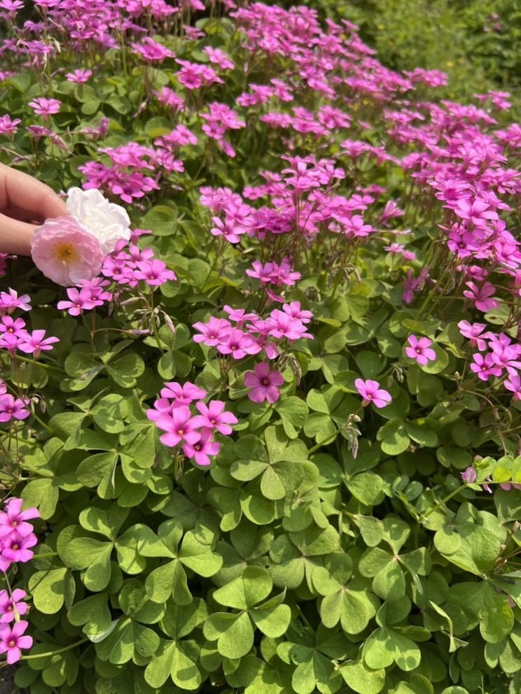 Lッ♥✿小白白的图片