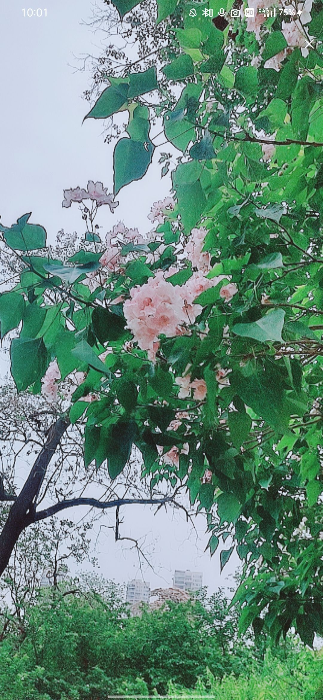 婷婷💕感恩有你陪伴的图片