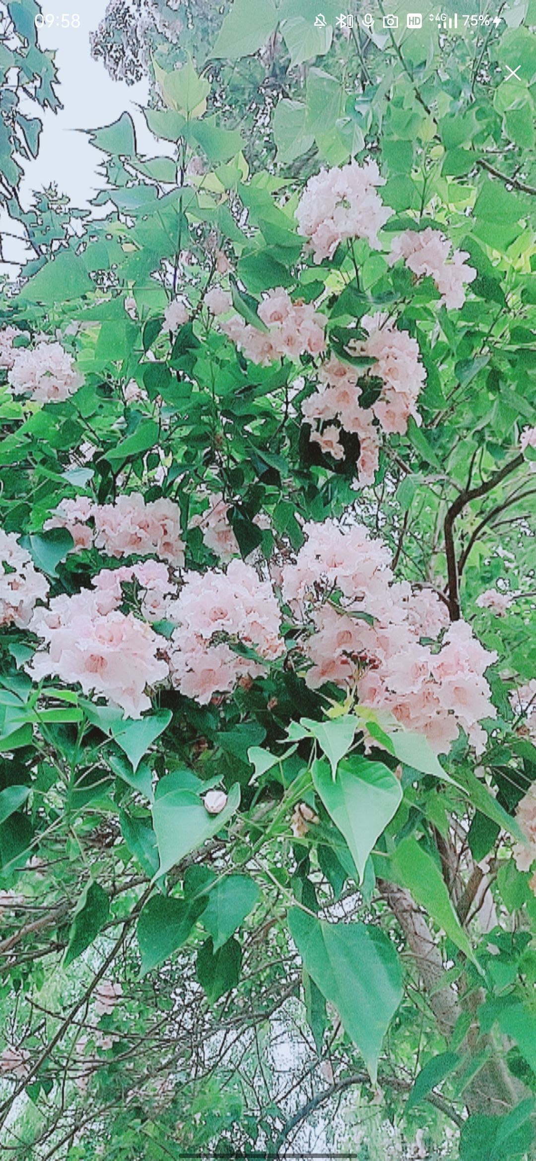 婷婷💕感恩有你陪伴的图片